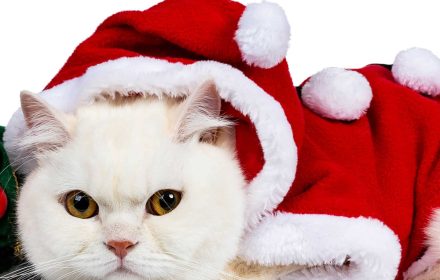 Christmas Cat Captions and Quotes