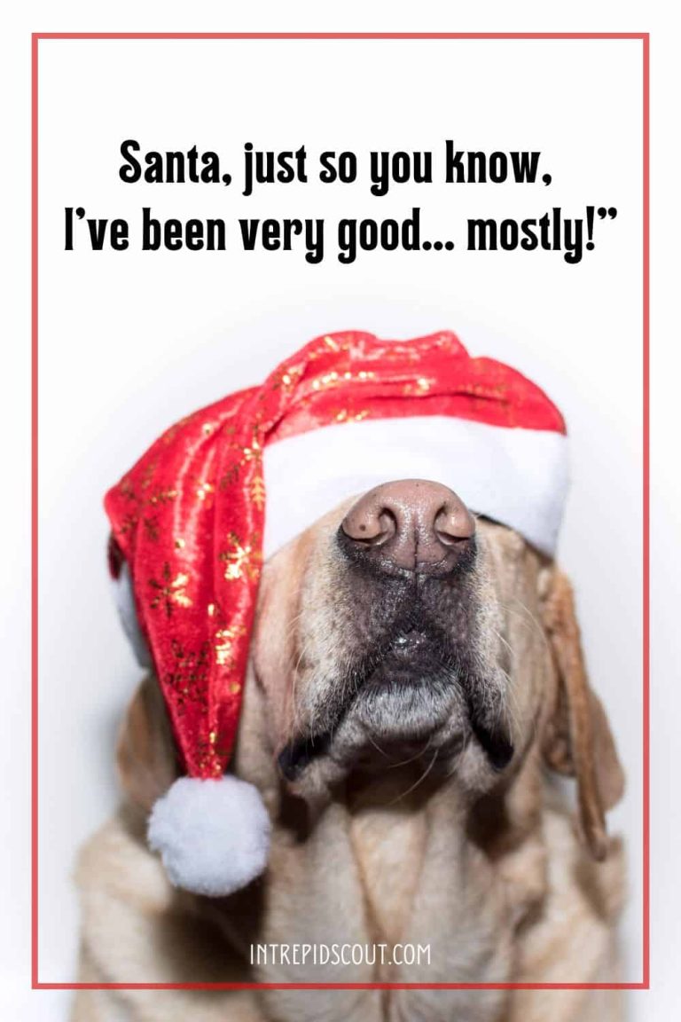 233-adorable-christmas-dog-captions-for-howl-iday-cheer-intrepid-scout