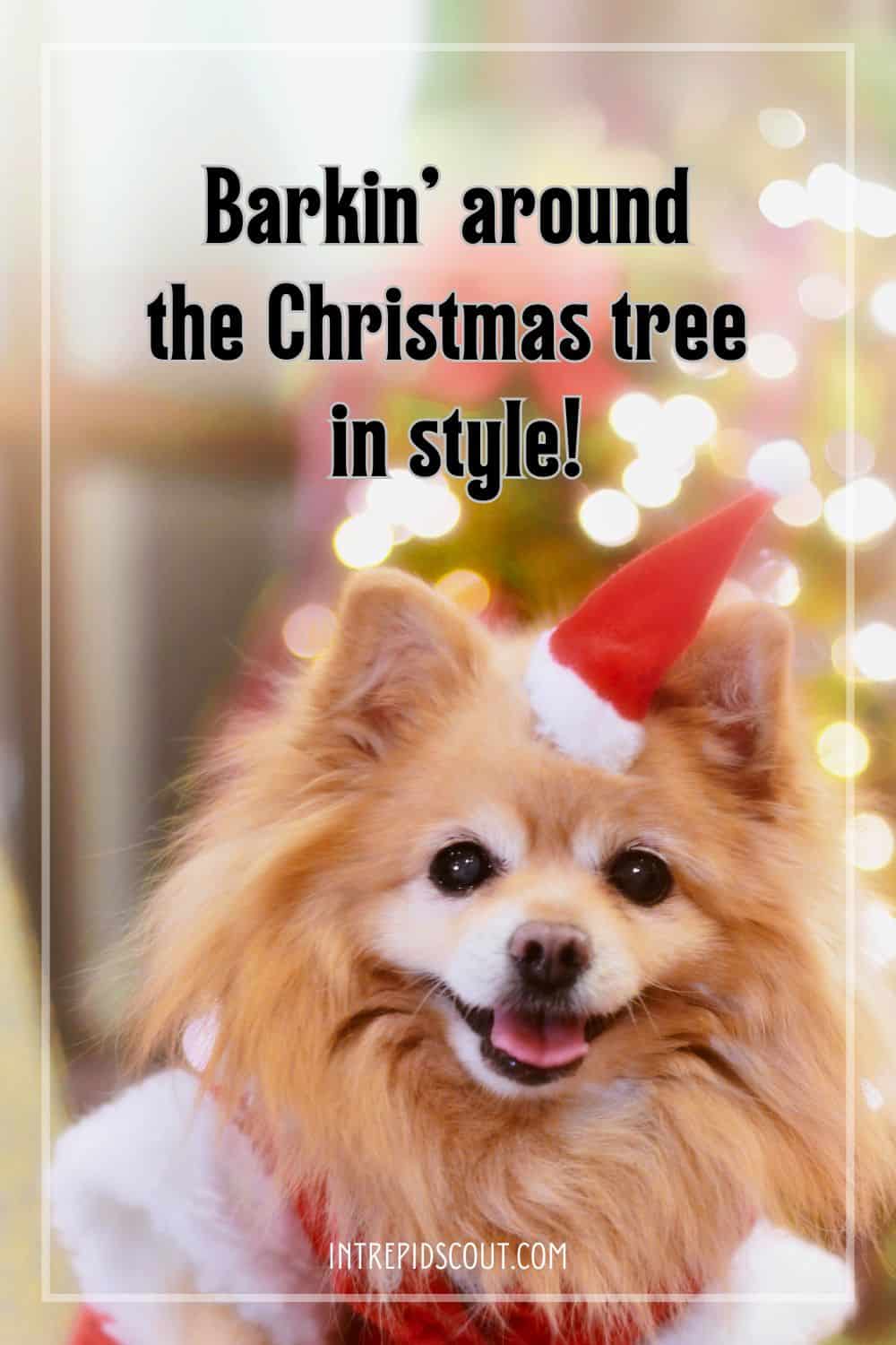 Christmas Dog Captions