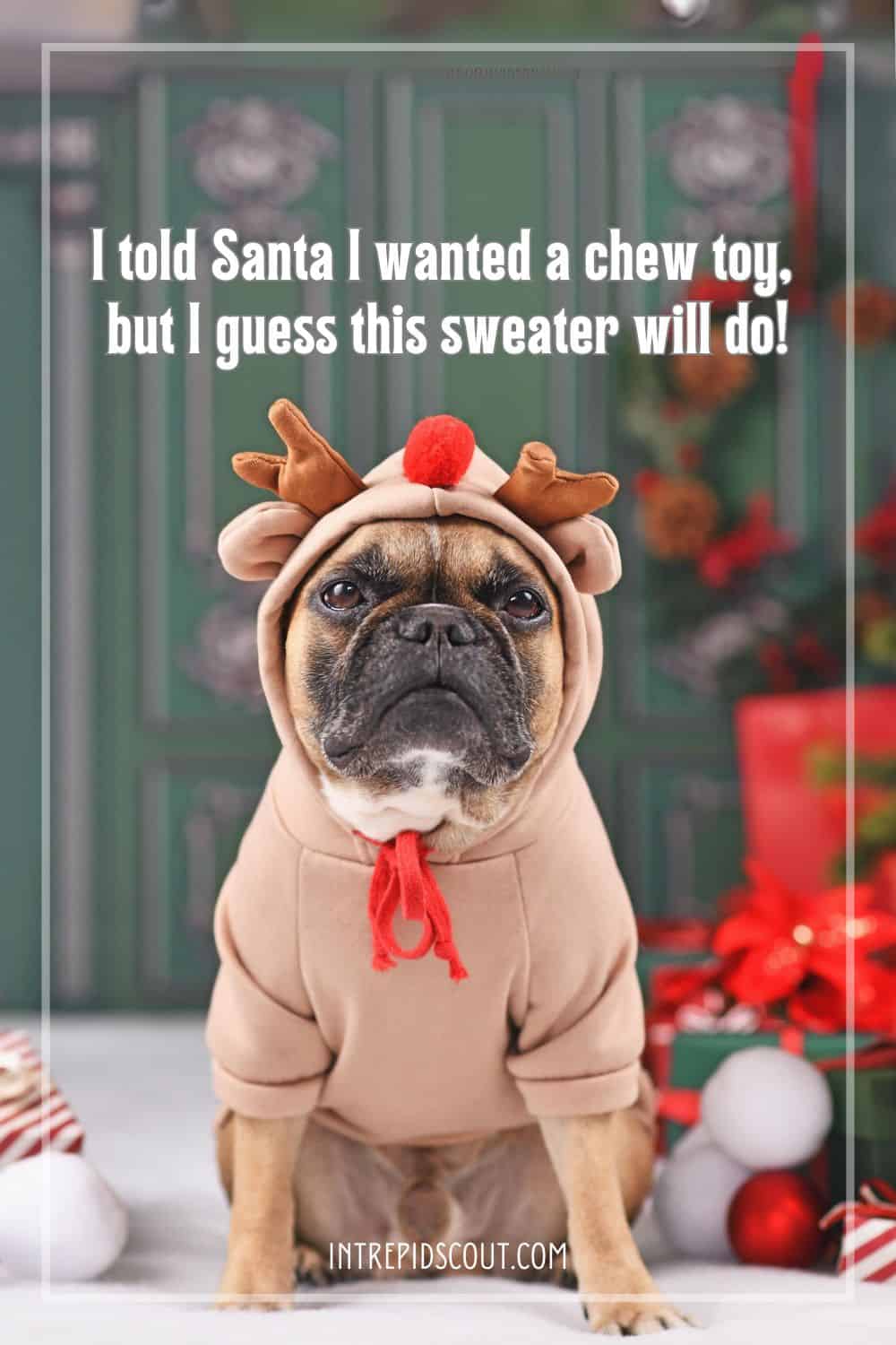 Christmas Dog Captions