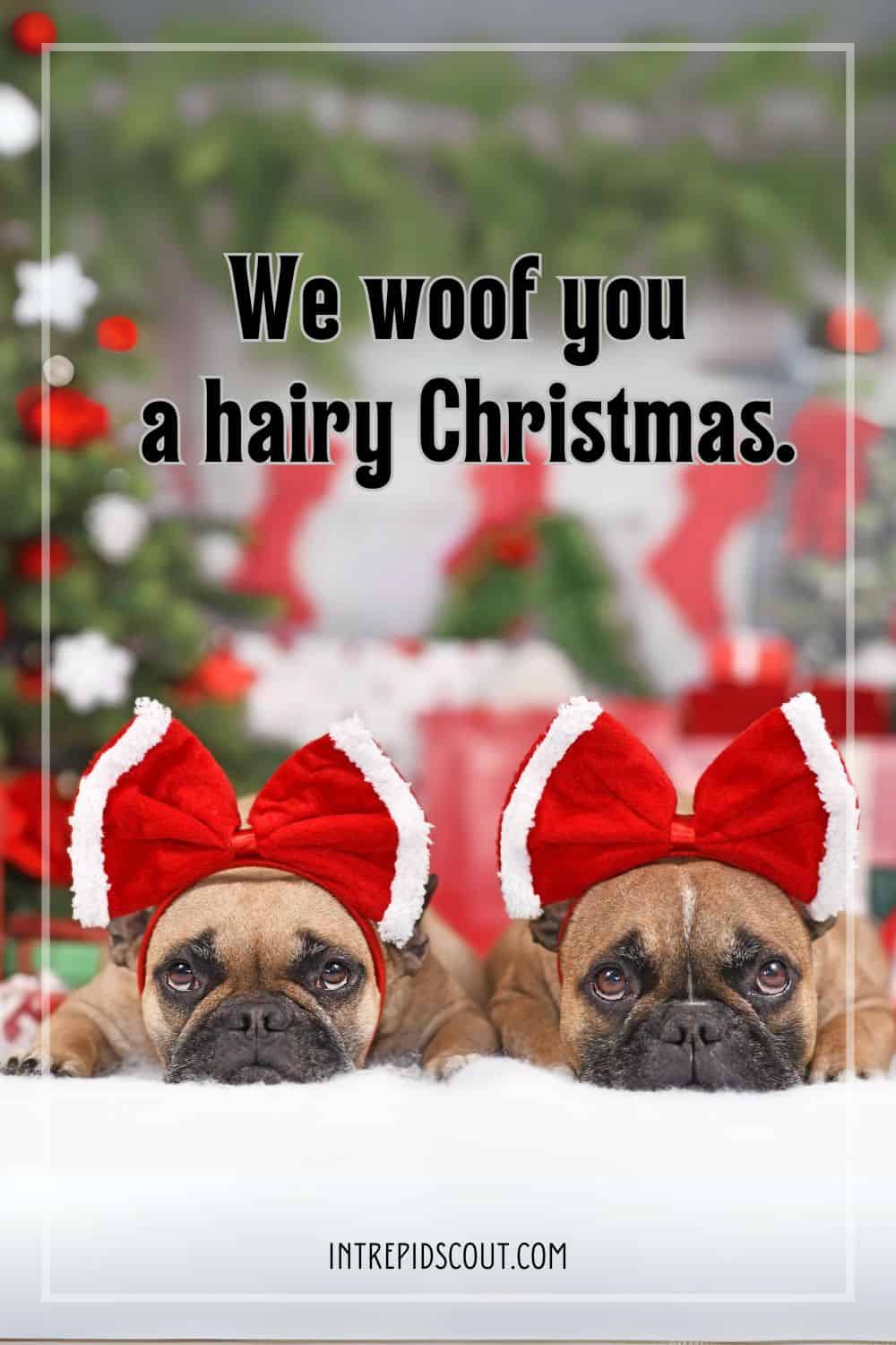 233-adorable-christmas-dog-captions-for-howl-iday-cheer-intrepid-scout