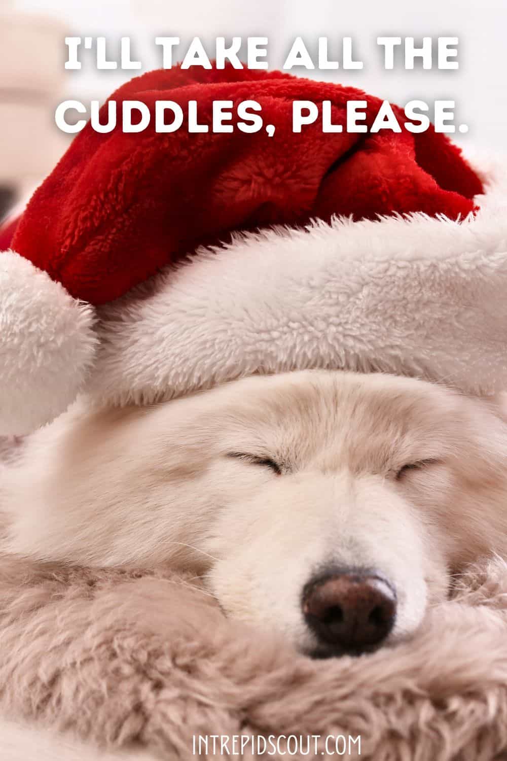 Christmas Dog Captions