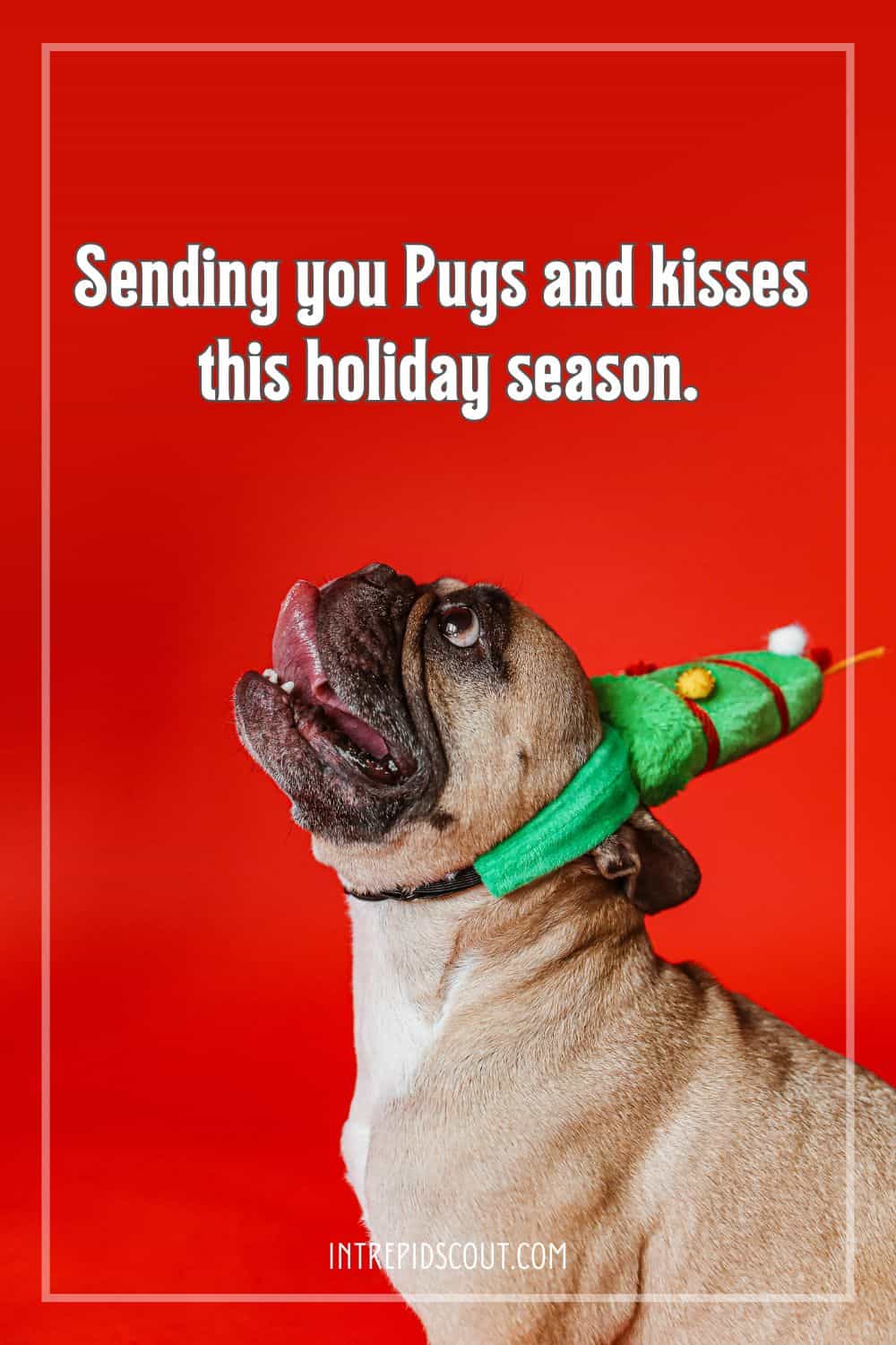 Christmas Dog Captions