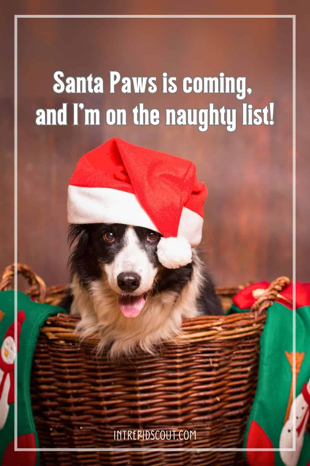 Christmas Dog Captions