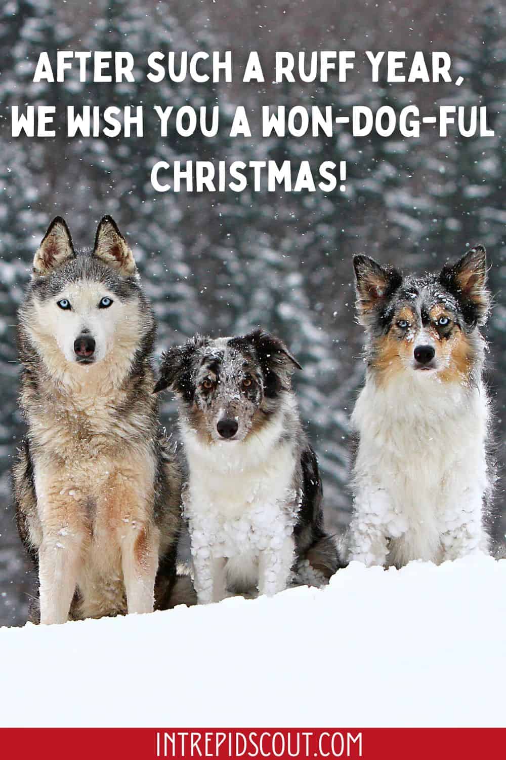 Christmas Dog Captions