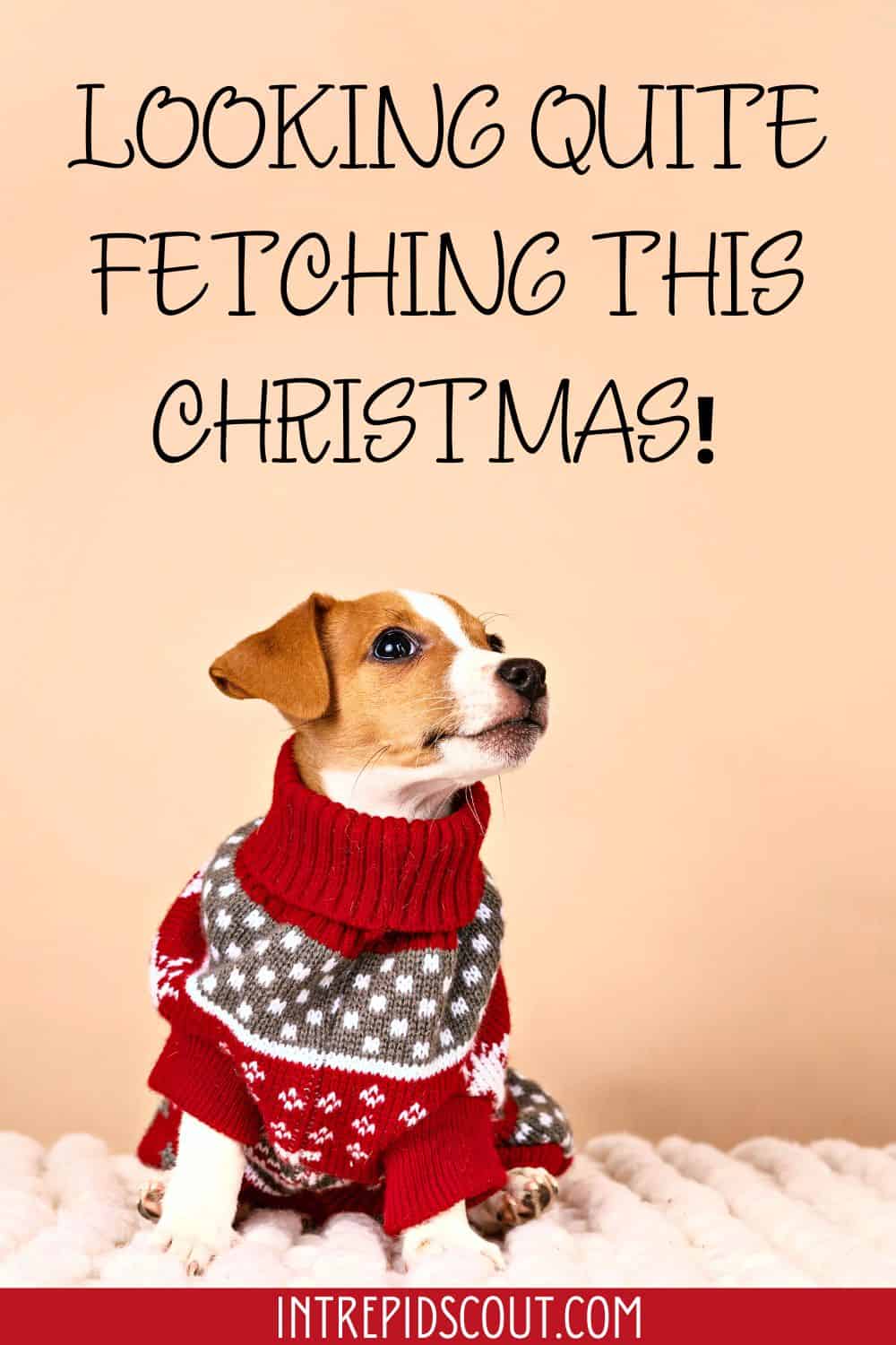 233-adorable-christmas-dog-captions-for-howl-iday-cheer-intrepid-scout