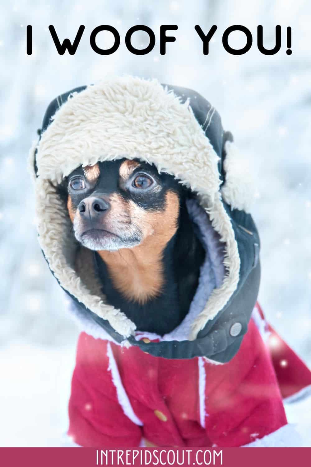 Christmas Dog Captions