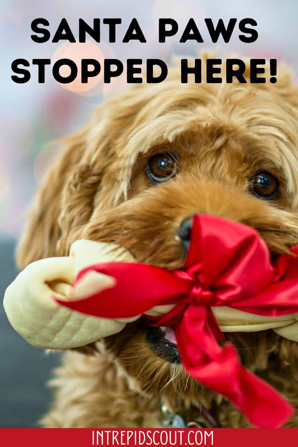 Christmas Dog Captions