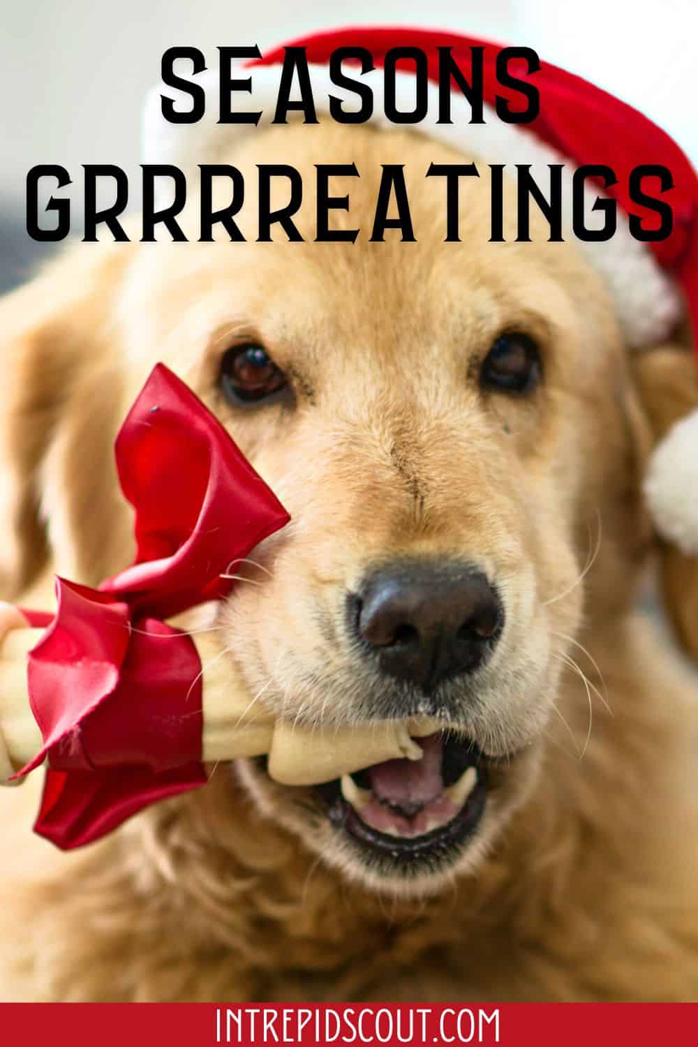 233-adorable-christmas-dog-captions-for-howl-iday-cheer-intrepid-scout