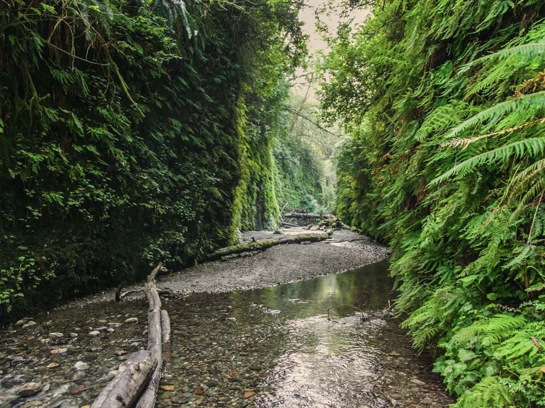Fern Canyon in Redwoods National and State Parks