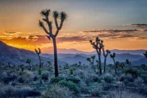 5 Best Spots To Watch Sunset In Joshua Tree National Park • Intrepid Scout