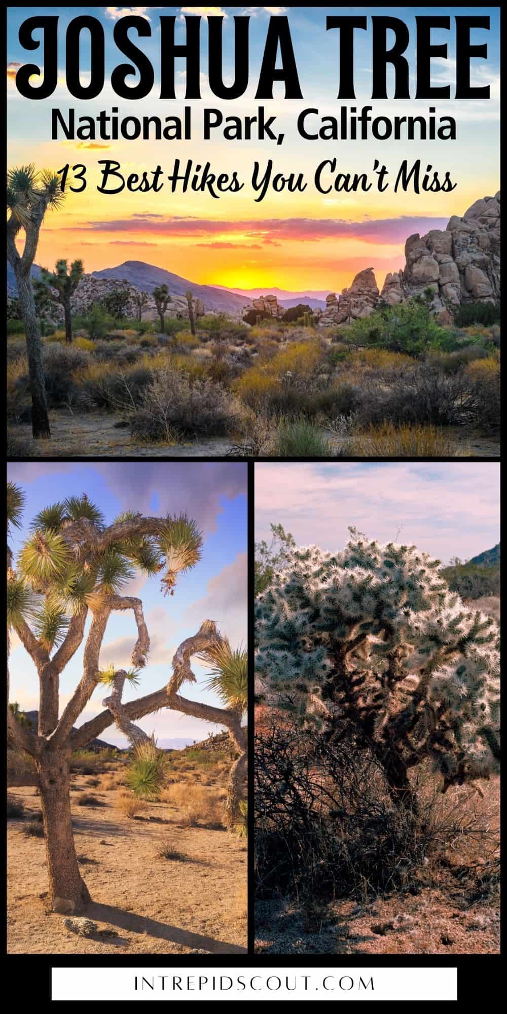 Best Hikes in Joshua Tree