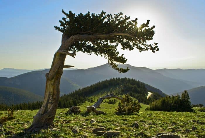 Bristlecone Pines on Mount Goliath