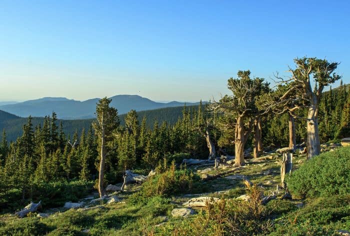 Bristlecone Pine Trail at Mount Goliath