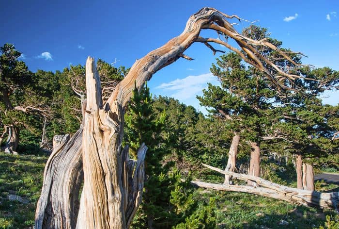 Bristlecone Pine Trail on Mount Goliath