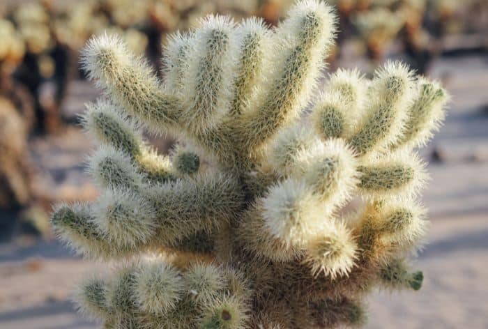 Cholla Cactus Garden in Joshua Tree