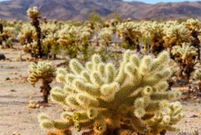 Cholla Cactus Garden in Joshua Tree