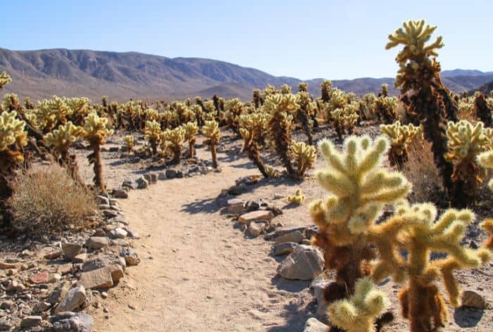 Cholls Cactus Garden in Joshua Tree