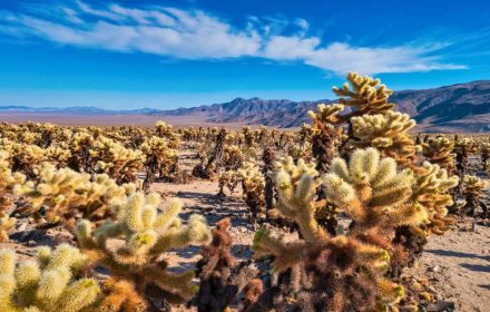 Best Hikes in Joshua Tree