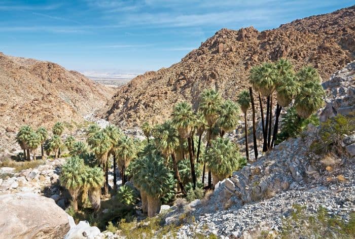 Fortynine Palm Oasis Trail