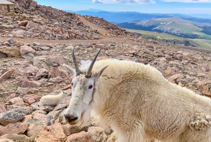 Goat on Mount Blue Sky Scenic Byway