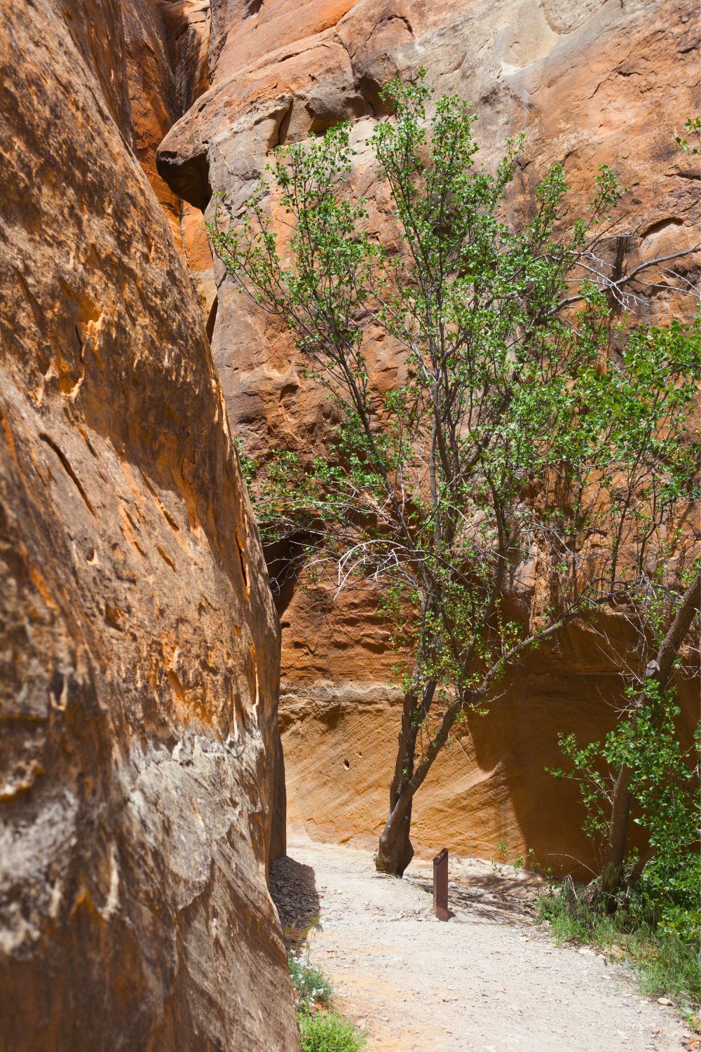 Alcove Nature Trail in Colorado National Monument