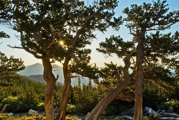 Mount Goliath Area on Mount Blue Ridge Scenic Byway