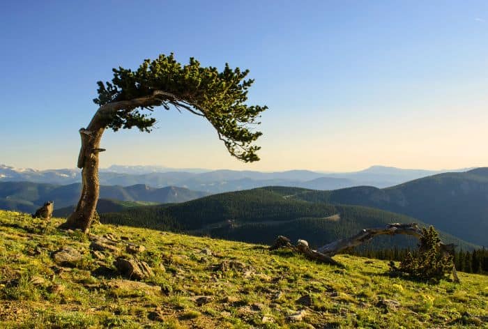 Mount Goliath Area on Mount Blue Ridge Scenic Byway