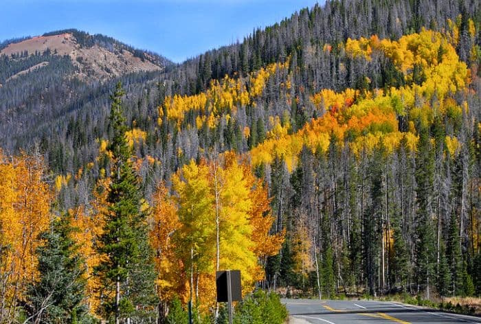 Fall Colors in RMNP